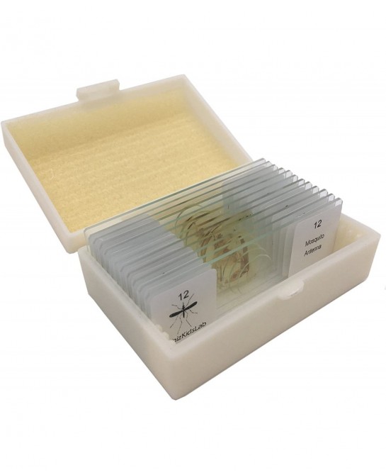 12 Prepared Insect Bug Parts Microscope Slides Set Real Beetle Specimen Postcards STEM Science Kit $37.91 Educational Science...