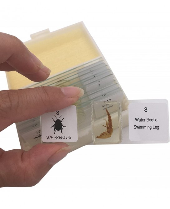 12 Prepared Insect Bug Parts Microscope Slides Set Real Beetle Specimen Postcards STEM Science Kit $37.91 Educational Science...