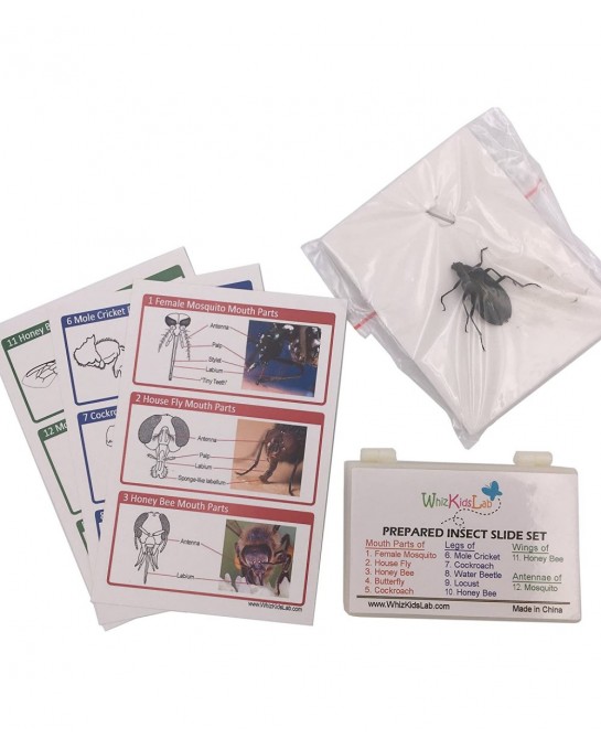 12 Prepared Insect Bug Parts Microscope Slides Set Real Beetle Specimen Postcards STEM Science Kit $37.91 Educational Science...