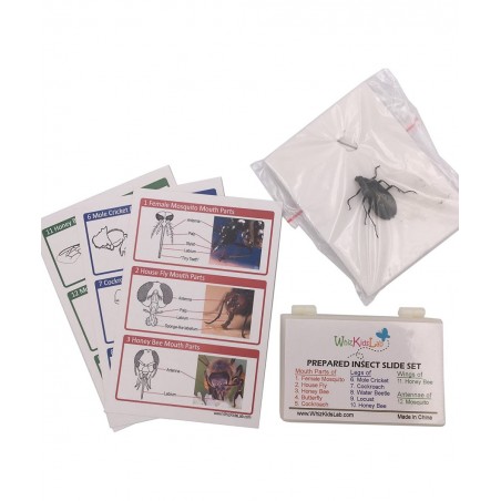 12 Prepared Insect Bug Parts Microscope Slides Set Real Beetle Specimen Postcards STEM Science Kit $37.91 Educational Science...