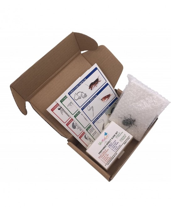 12 Prepared Insect Bug Parts Microscope Slides Set Real Beetle Specimen Postcards STEM Science Kit $37.91 Educational Science...
