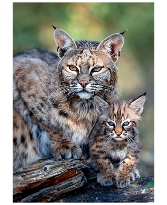 Bobcat USA - Nature Limited Edition Mothercare 1000 Pieces Jigsaw - Puzzle $39.99 Jigsaw Puzzles