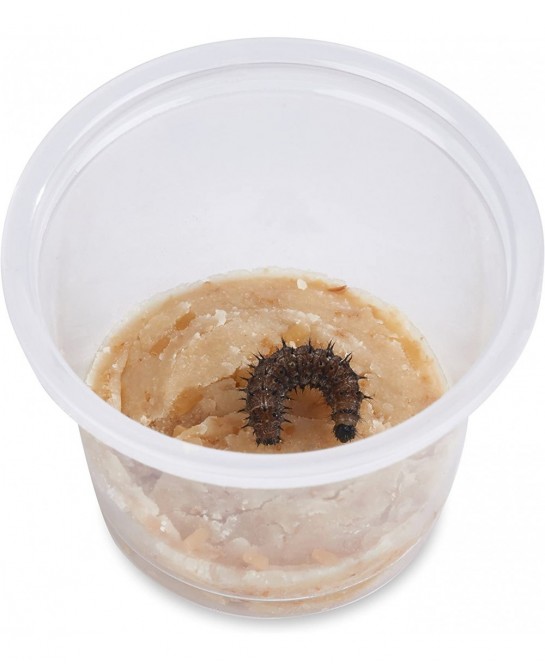Store 32 Live Caterpillars Shipped Now: Butterfly Kit Refill for School Sized Kit with Extra Larva Rearing Supplies $81.20 Ed...