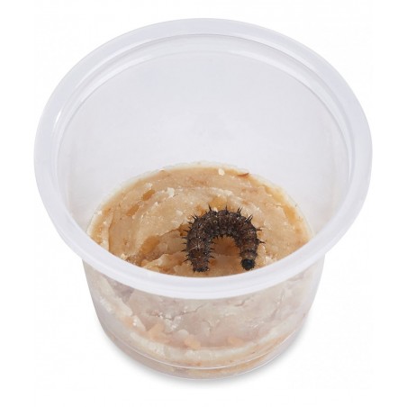 Store 32 Live Caterpillars Shipped Now: Butterfly Kit Refill for School Sized Kit with Extra Larva Rearing Supplies $81.20 Ed...