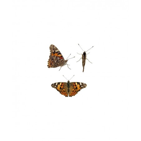 Store 32 Live Caterpillars Shipped Now: Butterfly Kit Refill for School Sized Kit with Extra Larva Rearing Supplies $81.20 Ed...