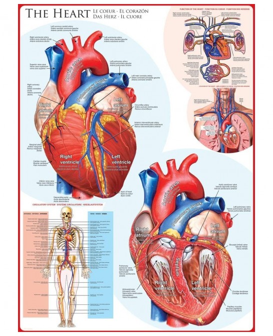 Human Body (The Heart) Puzzle (1000-Piece) Blue $32.99 Jigsaw Puzzles