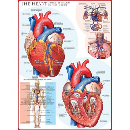 Human Body (The Heart) Puzzle (1000-Piece) Blue $32.99 Jigsaw Puzzles
