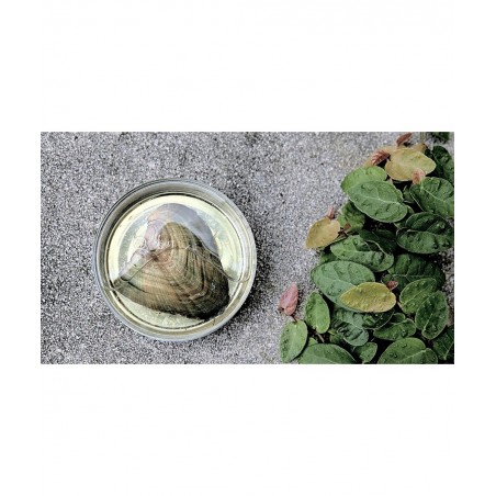 Animals Wish Kit with Pendant Necklace (Turtle) $15.39 Kids' Dress-Up Accessories